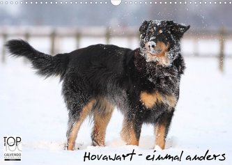 Hovawarte - einmal anders (Wandkalender 2022 DIN A3 quer)