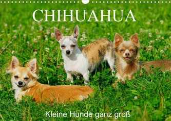 Chihuahua - Kleine Hunde ganz groß (Wandkalender 2022 DIN A3 quer)