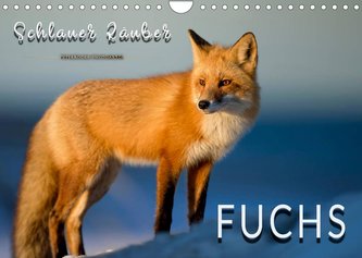 Fuchs - schlauer Räuber (Wandkalender 2022 DIN A4 quer)