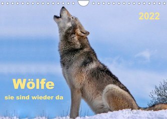 Wölfe - sie sind wieder da (Wandkalender 2022 DIN A4 quer) Wölfe - sie sind wieder da (Wandkalender 2022 DIN A4 quer)