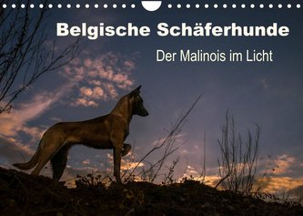 Belgische Schäferhunde - Der Malinois im Licht (Wandkalender 2022 DIN A4 quer) Belgische Schäferhunde - Der Malinois im Licht (Wandkalender 2022 DIN A4 quer)