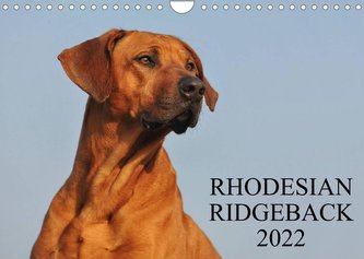 Rhodesian Ridgeback 2022 (Wandkalender 2022 DIN A4 quer)
