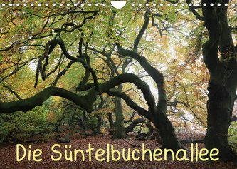 Die Süntelbuchenallee (Wandkalender 2022 DIN A4 quer)