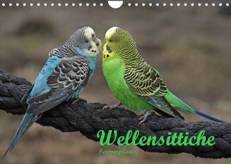 Terminplaner Wellensittiche (Wandkalender 2022 DIN A4 quer)