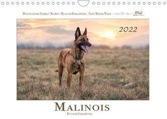 Malinois - Belgische Energiebündel (Wandkalender 2022 DIN A4 quer)