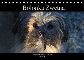 Bolonka Zwetna 2022 (Tischkalender 2022 DIN A5 quer)