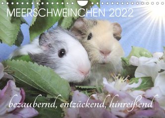 Meerschweinchen 2022 - bezaubernd, hinreißend, entzückend (Wandkalender 2022 DIN A4 quer)