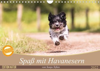 Spaß mit Havanesern (Wandkalender 2022 DIN A4 quer)