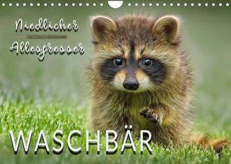 Waschbär - Niedlicher Allesfresser (Wandkalender 2022 DIN A4 quer) Waschbär - Niedlicher Allesfresser (Wandkalender 2022 DIN A4 quer)