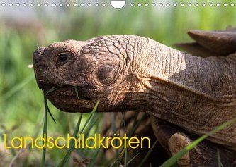 Landschildkröten (Wandkalender 2022 DIN A4 quer)