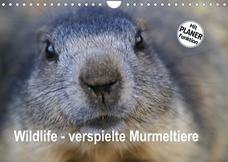 Wildlife - Verspielte Murmeltiere (Wandkalender 2022 DIN A4 quer)