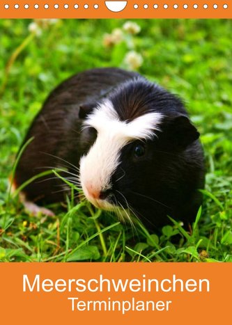 Meerschweinchen Terminplaner (Wandkalender 2022 DIN A4 hoch)