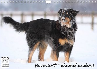 Hovawarte - einmal anders (Wandkalender 2022 DIN A4 quer)
