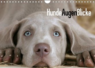HundeAugenBlicke (Wandkalender 2022 DIN A4 quer)