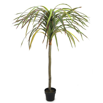 Dracena Europalms Výška 170 cm Dracena Europalms Výška 170 cm