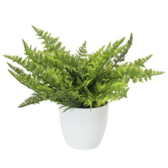 Kapradí Europalms Výška 33 cm/zelené