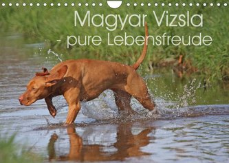 Magyar Vizsla - pure Lebensfreude (Wandkalender 2022 DIN A4 quer)
