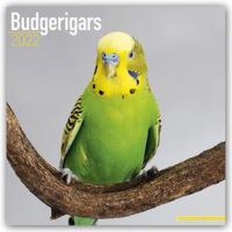 Budgerigars - Wellensittiche 2022