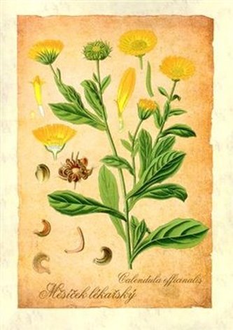 Reprodukce Léčivé rostliny