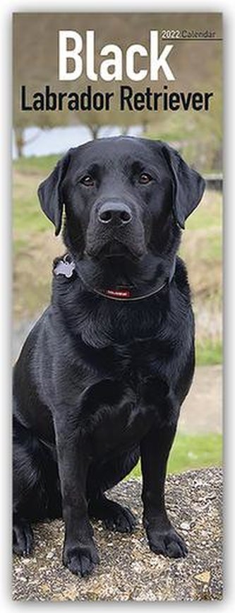 Black Labrador Retriever 2022 Slimline Calendar