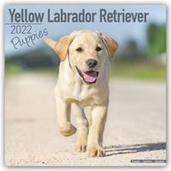 Yellow Labrador Retriever Puppies - Weiße Labradorwelpen 2022