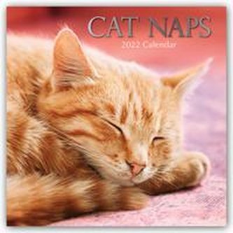Cat Naps - Träumende Katzen 2022 - 16-Monatskalender