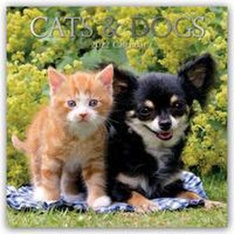 Cats & Dogs - Katzen & Hunde 2022 - 16-Monatskalender
