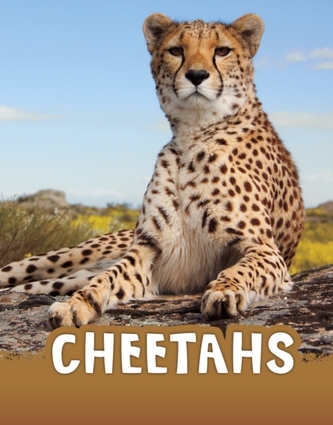 Cheetahs