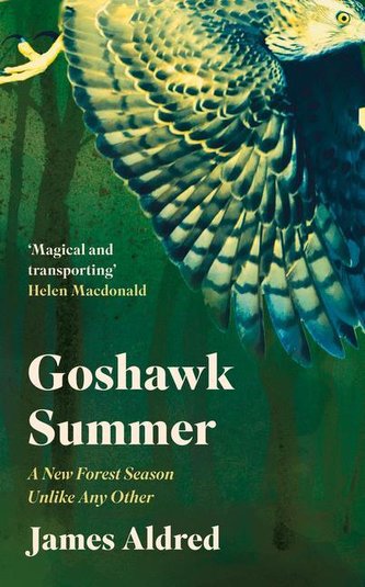 Goshawk Summer Goshawk Summer