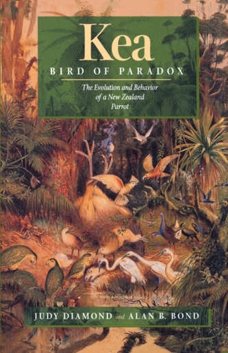 Kea, Bird of Paradox Kea, Bird of Paradox