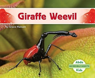 Incredible Insects: Giraffe Weevil