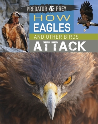 Predator vs Prey: How Eagles and other Birds Attack Predator vs Prey: How Eagles and other Birds Attack