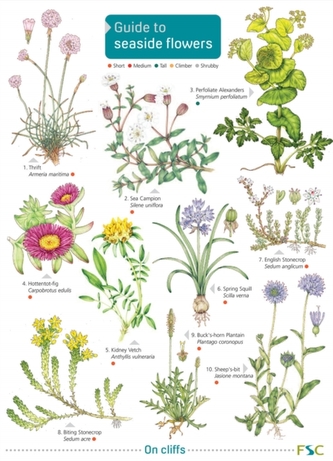 GUIDE TO SEASIDE FLOWERS GUIDE TO SEASIDE FLOWERS