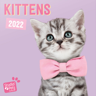 Kalendář 2022 16 měsíců: Kočky|Koťata (30 x 30|60 cm)