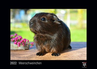 Meerschweinchen 2022 - Black Edition - Timokrates Kalender, Wandkalender, Bildkalender - DIN A3 (42 x 30 cm)