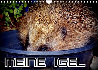 Meine Igel (Wandkalender 2022 DIN A4 quer)