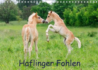 Haflinger Fohlen (Wandkalender 2022 DIN A4 quer) Haflinger Fohlen (Wandkalender 2022 DIN A4 quer)