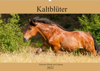 Kaltblüter - Schwere Pferde mit Charme (Wandkalender 2022 DIN A2 quer)