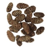 Smrková šiška (sada 15 kusů)