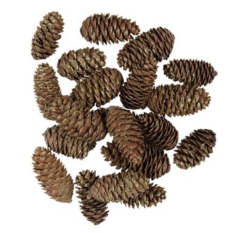 Smrková šiška (sada 15 kusů)