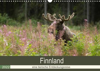 Finnland: eine tierische Entdeckungsreise (Wandkalender 2022 DIN A3 quer)