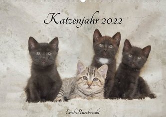 Katzenjahr 2022 (Wandkalender 2022 DIN A2 quer)
