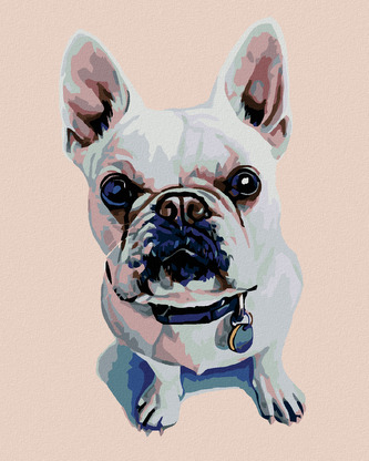 Malování podle čísel - BÍLÝ BULDOČEK S MODRÝM OBOJKEM - 40x50 cm, bez rámu a bez vypnutí plátna