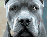 Malování podle čísel - CANE CORSO - 40x50 cm, bez rámu a bez vypnutí plátna