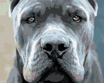 Malování podle čísel - CANE CORSO - 40x50 cm, bez rámu a bez vypnutí plátna