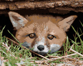 Malování podle čísel - LIŠKA POD STROMEM - 40x50 cm, bez rámu a bez vypnutí plátna