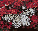 Malování podle čísel - BÍLÝ MOTÝL A ČERVENÉ KVĚTINY - 40x50 cm, vypnuté plátno na rám