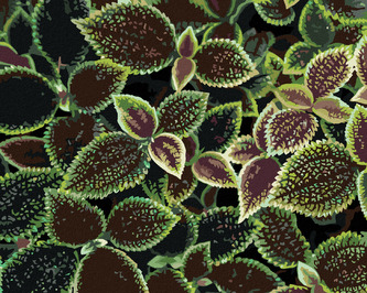 Malování podle čísel - ZELENO-ČERVENÉ LISTY - 40x50 cm, vypnuté plátno na rám