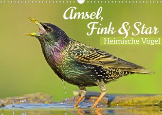 Amsel, Fink und Star: Heimische Vögel (Wandkalender 2022 DIN A3 quer)