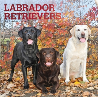Labrador Retrievers 2021 Square Foil Calendar